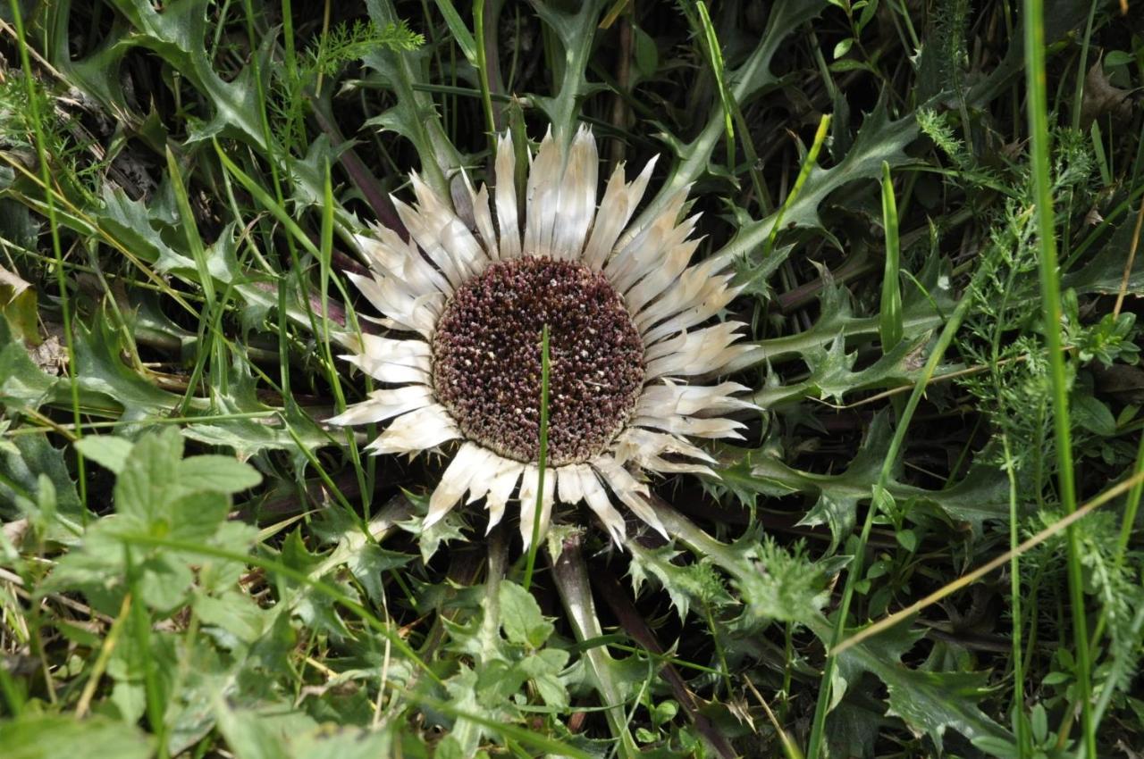 Bacowka